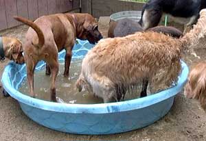 Everyone in the pool!